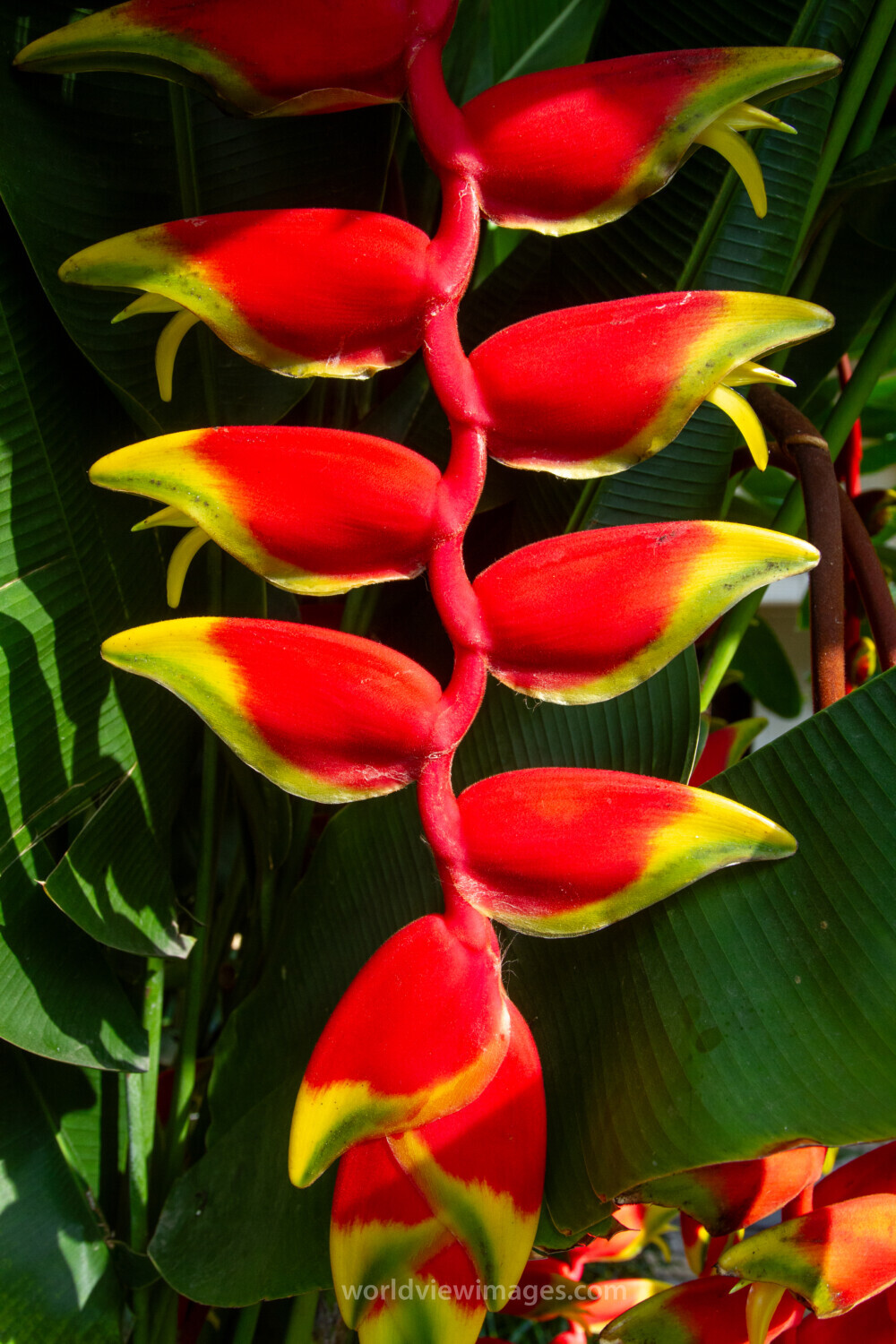 Heliconia Rostrata Flower