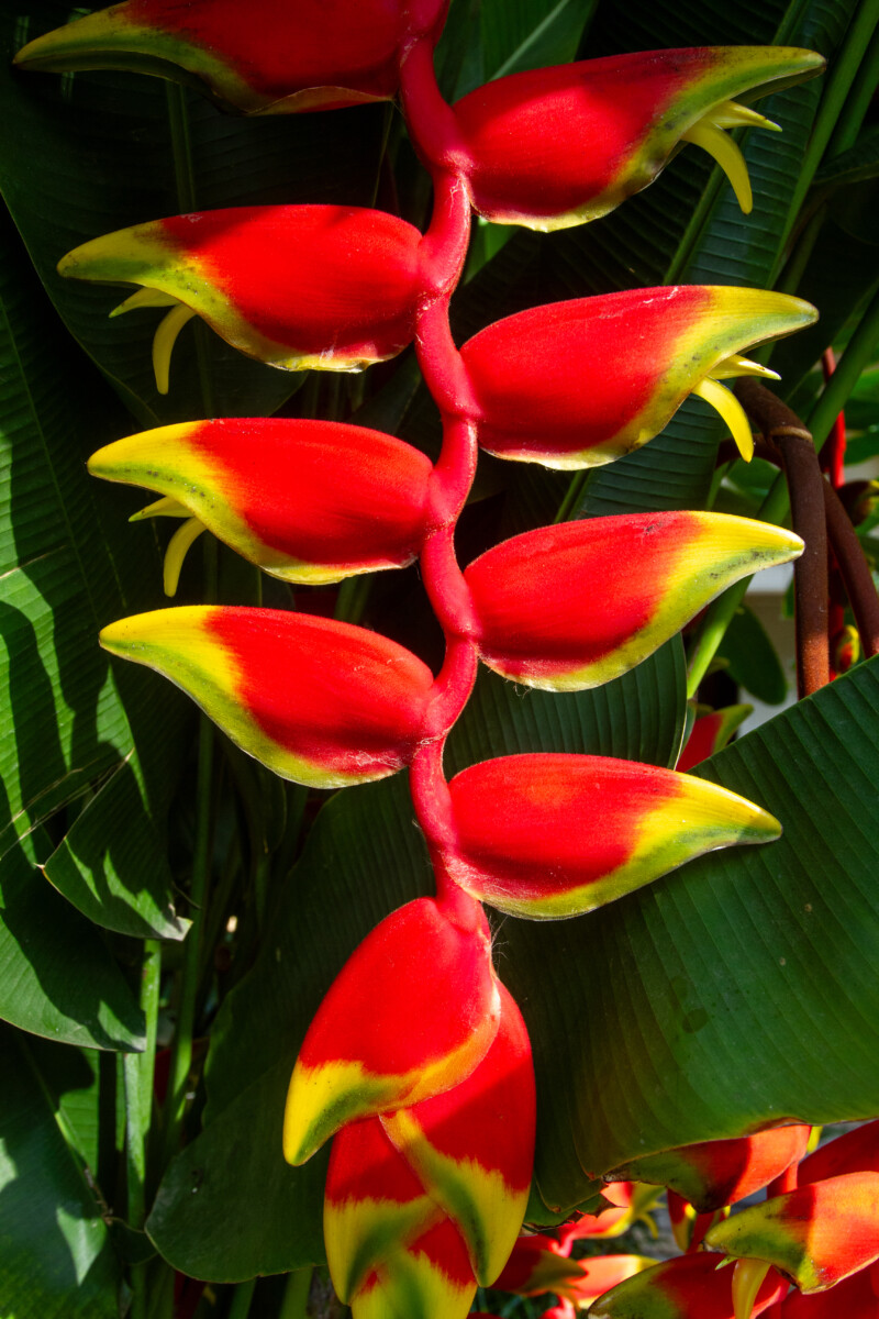 Heliconia Rostrata Flower — Beautiful flower of nature — Nature, Plant