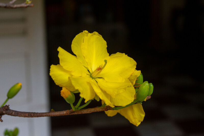 Vietnamese Yellow Apricot Blossom — Daffodil, Flower, Nature, Plant