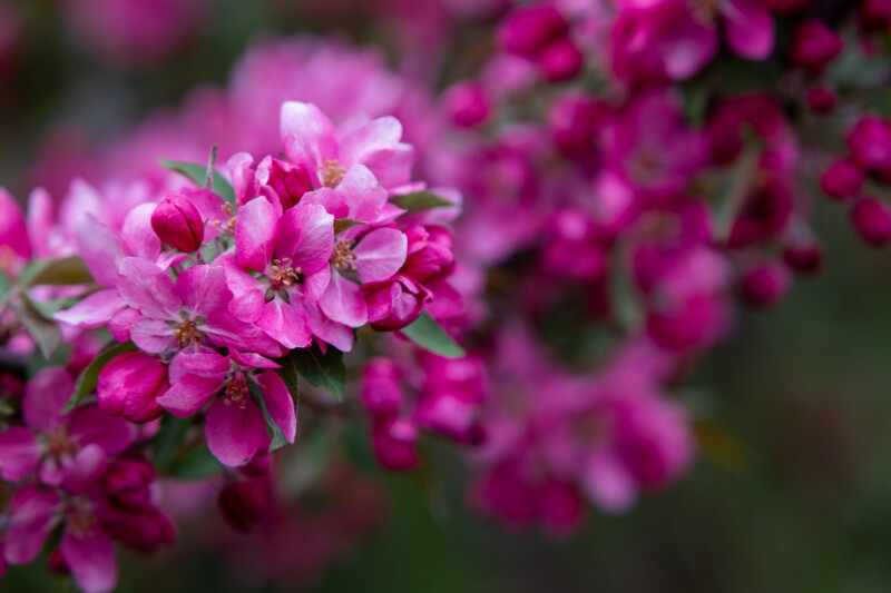 Cherry Tree Blossoms — Beautiful flower of nature — Blossom, Bokeh, Flower, Nature, Plant