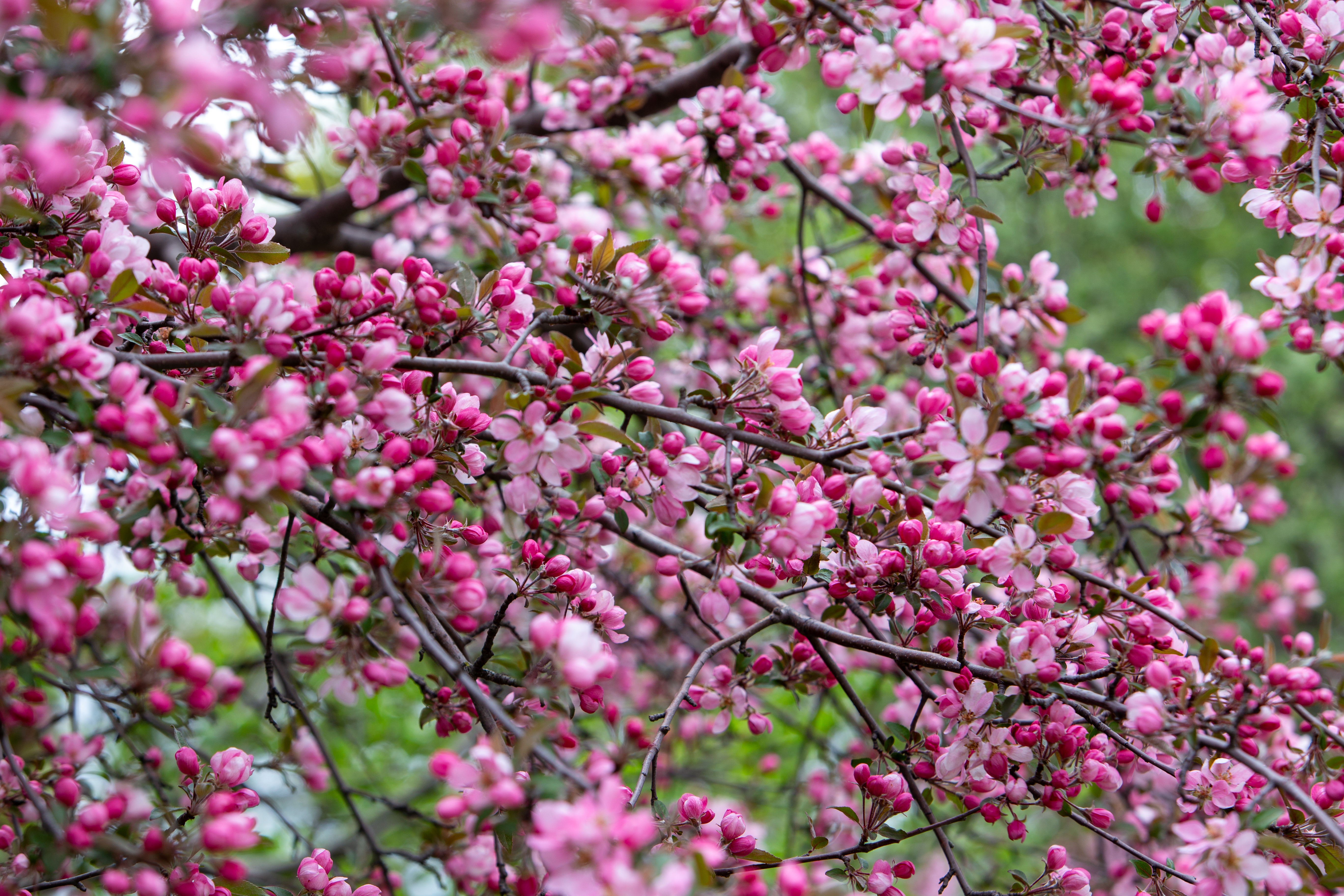 Cherry Tree Blossoms