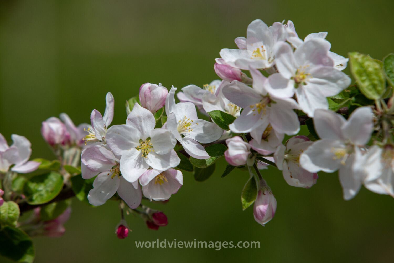 Apple Tree Blossoms