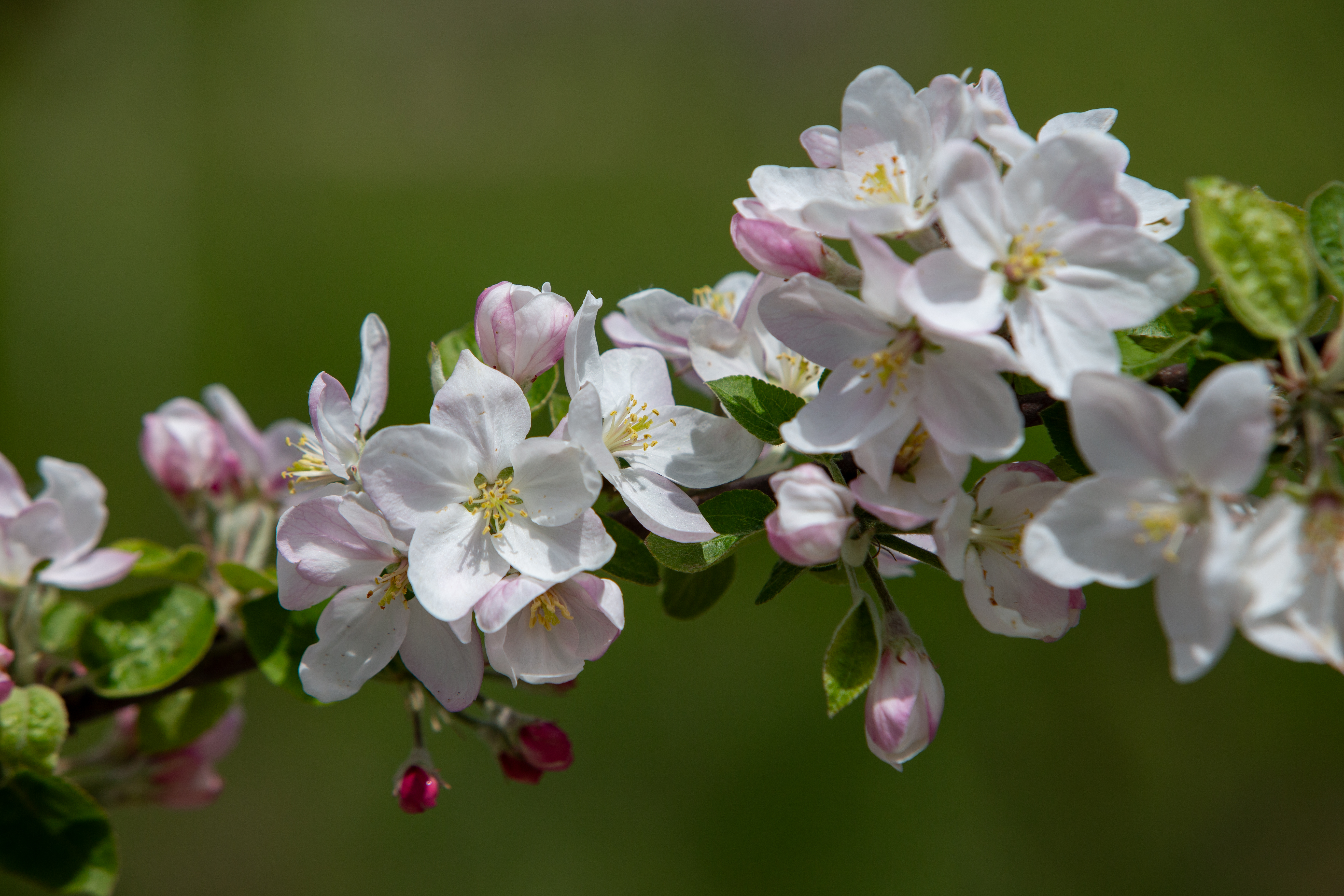 Apple Tree Blossoms