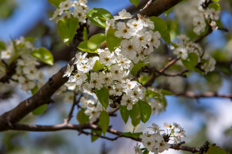 Tree Blossoms — Beautiful flower of nature — Blossom, Nature, Plant
