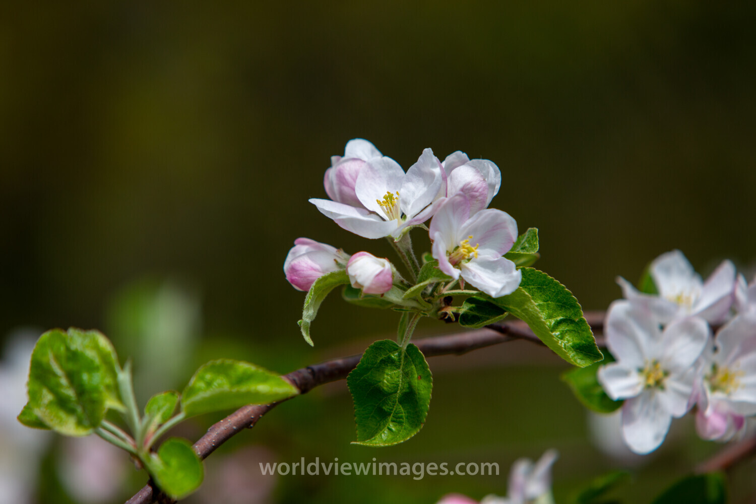 Apple Tree Blossoms