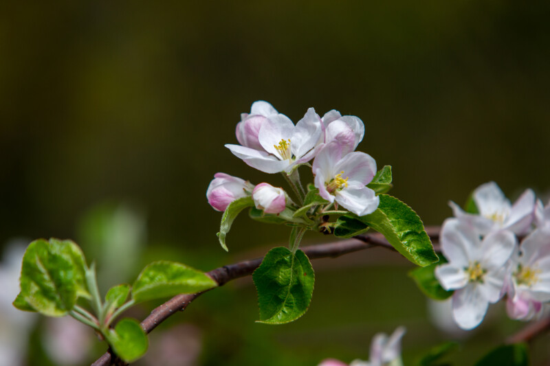Apple Tree Blossoms — Beautiful Apple blossoms — Blossom, Flower, Nature, Plant
