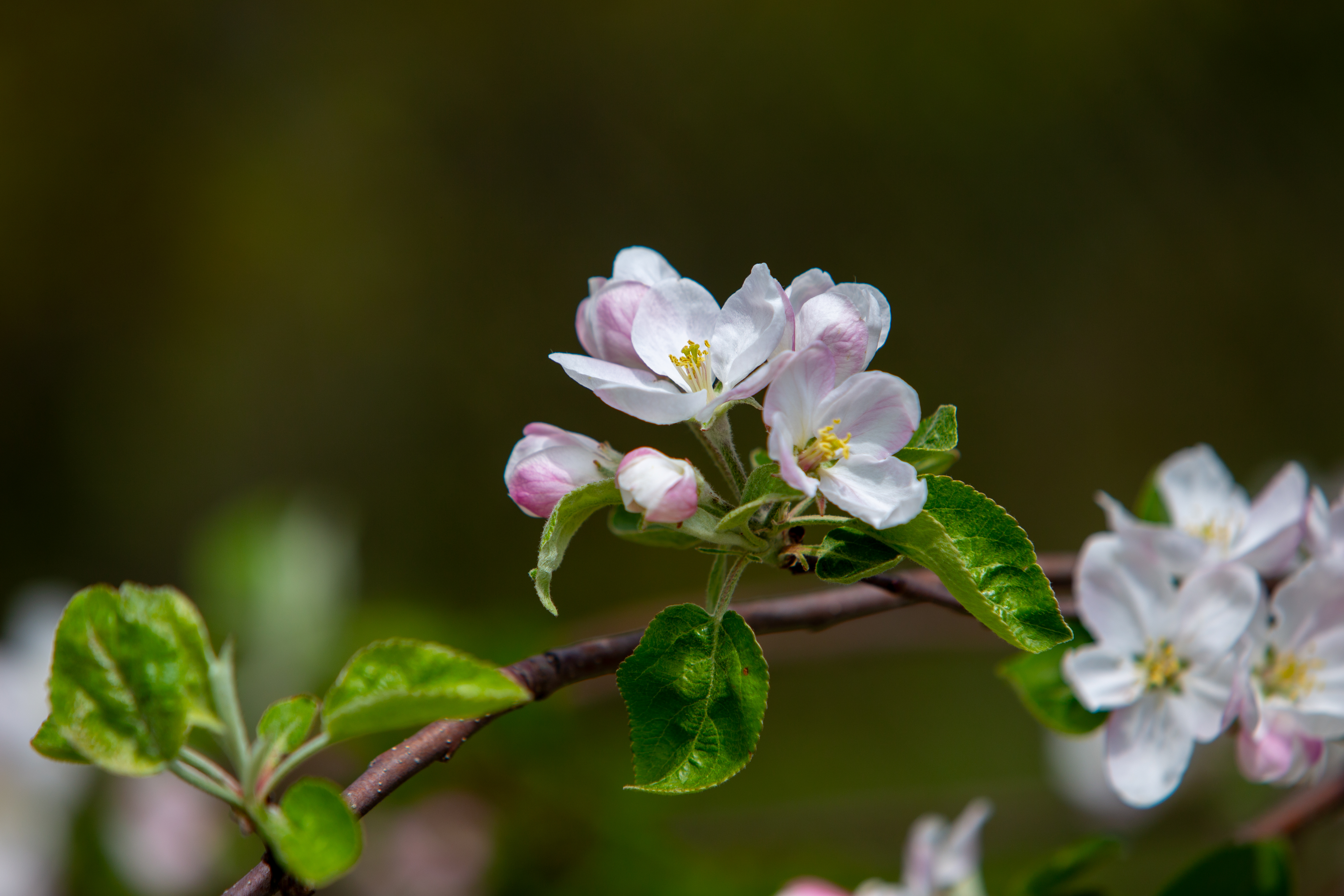Apple Tree Blossoms