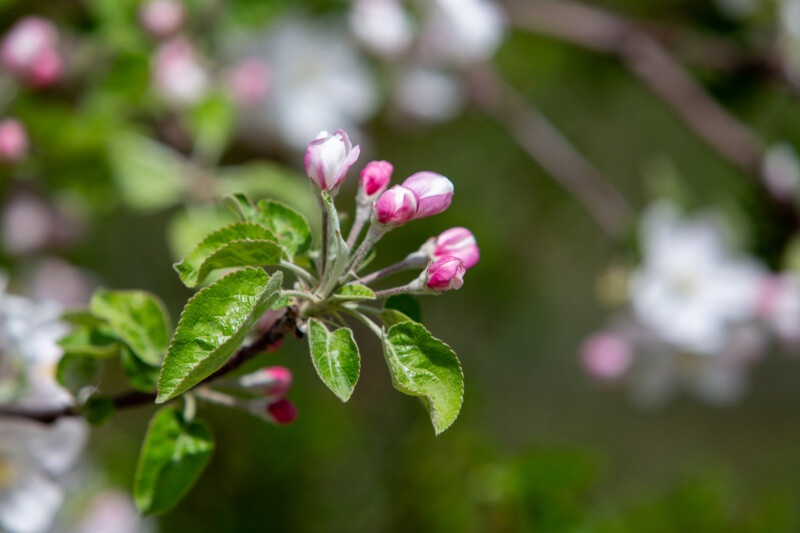 Apple Tree Blossoms — Beautiful Apple blossoms — Blossom, Bokeh, Nature, Plant