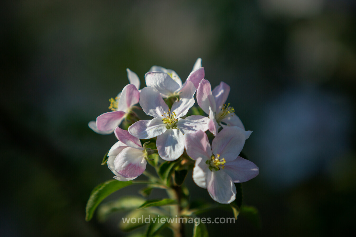 Apple Tree Blossoms