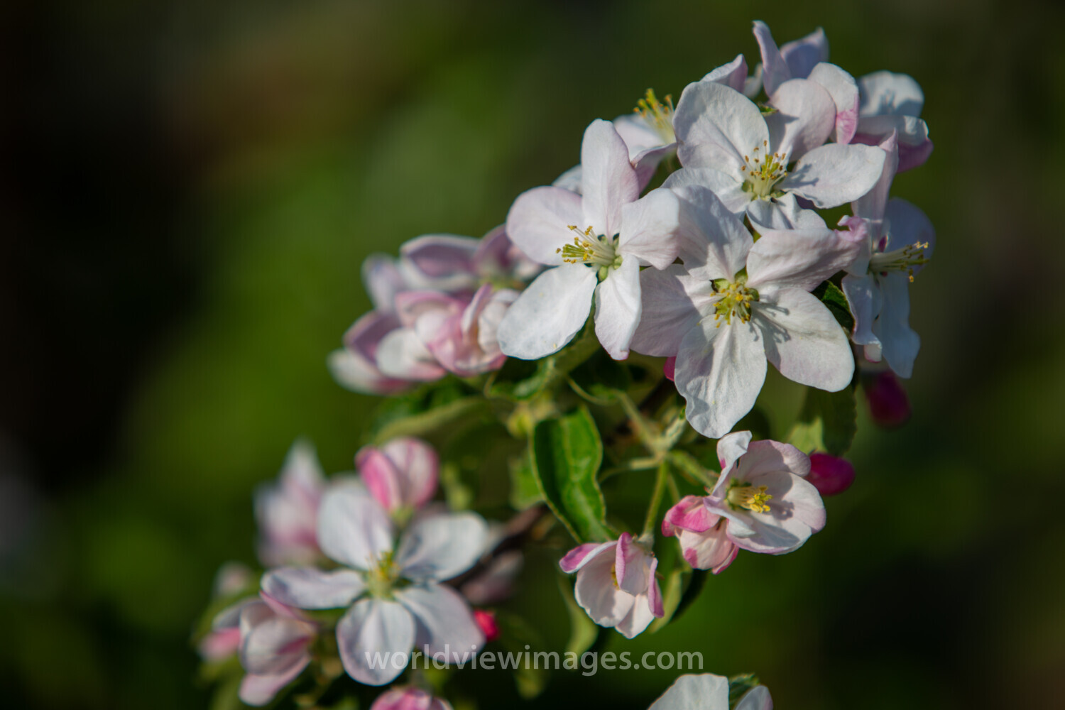 Apple Tree Blossoms