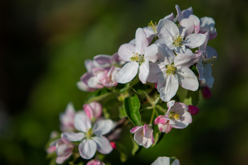 Apple Tree Blossoms — Beautiful Apple blossoms — Blossom, Bokeh, Flower, Nature, Plant