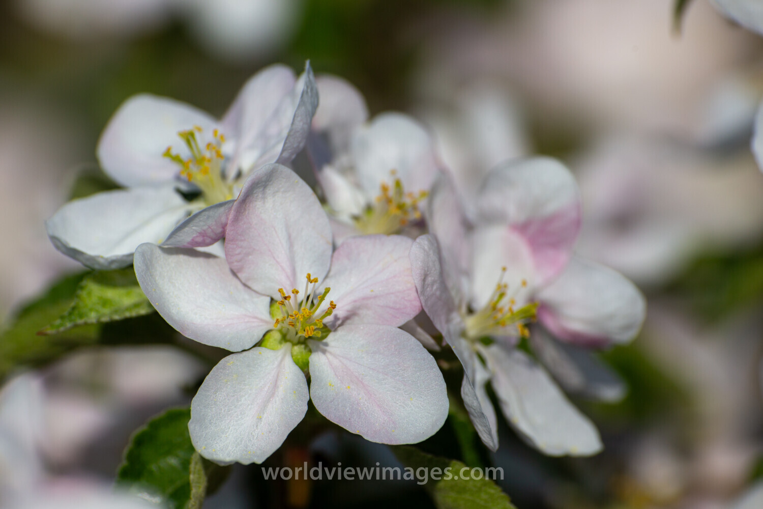 Apple Tree Blossoms