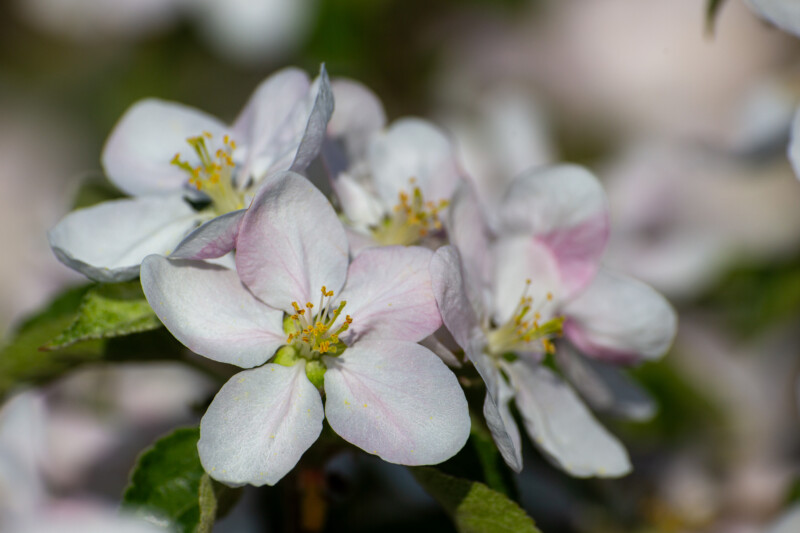 Apple Tree Blossoms — Beautiful Apple blossoms — Blossom, Nature, Plant, Unsaturated