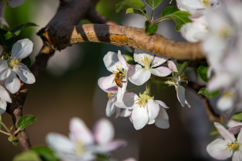 Apple Tree Blossoms — Beautiful Apple blossoms — Blossom, Flower, Nature, Plant, Unsaturated