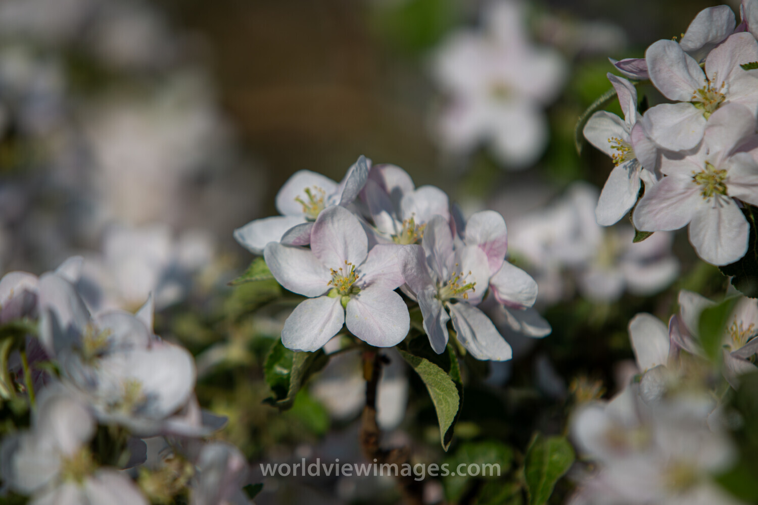 Apple Tree Blossoms