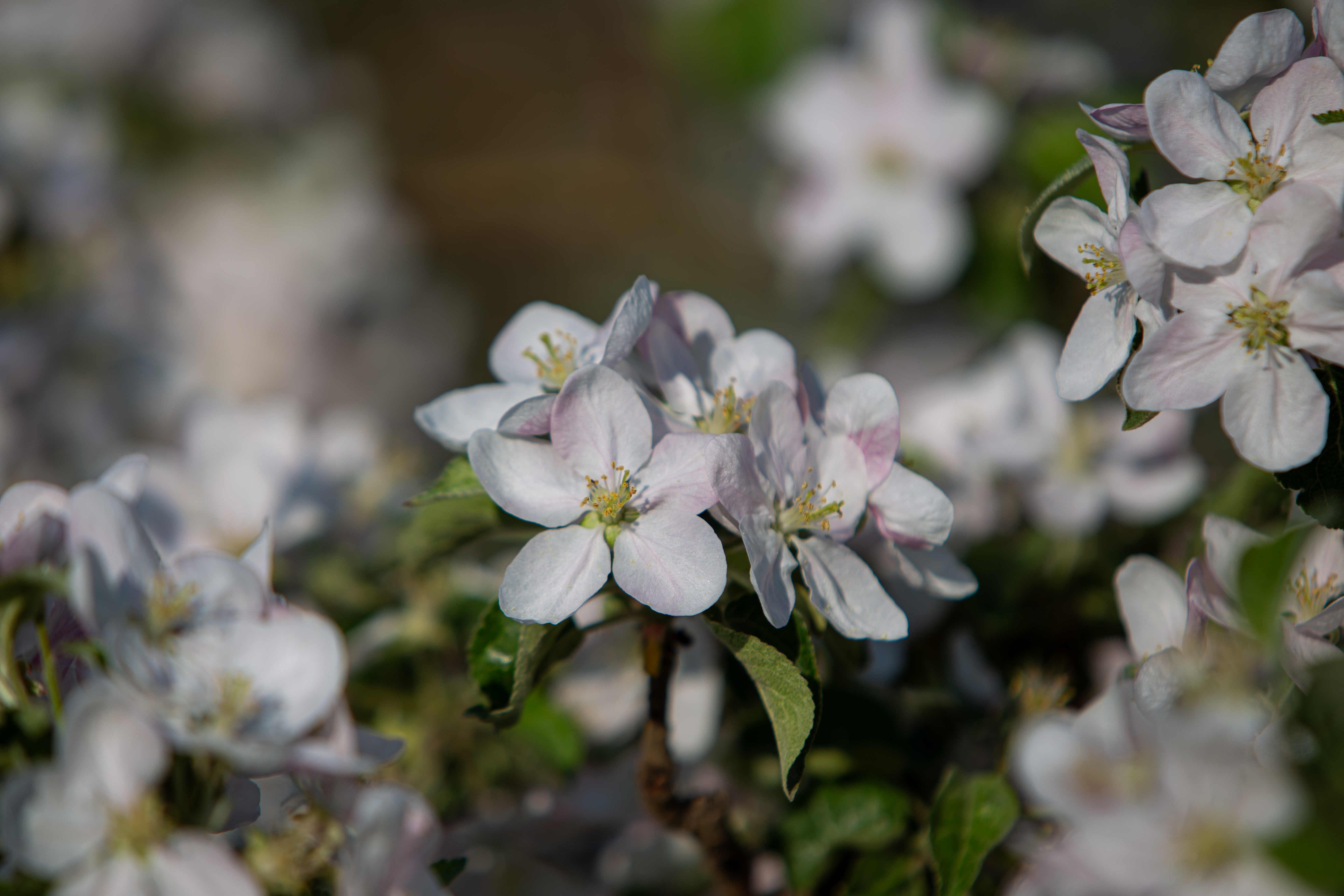 Apple Tree Blossoms