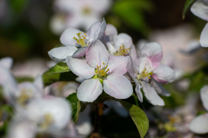 Apple Tree Blossoms — Beautiful Apple blossoms — Blossom, Flower, Nature, Plant, Unsaturated