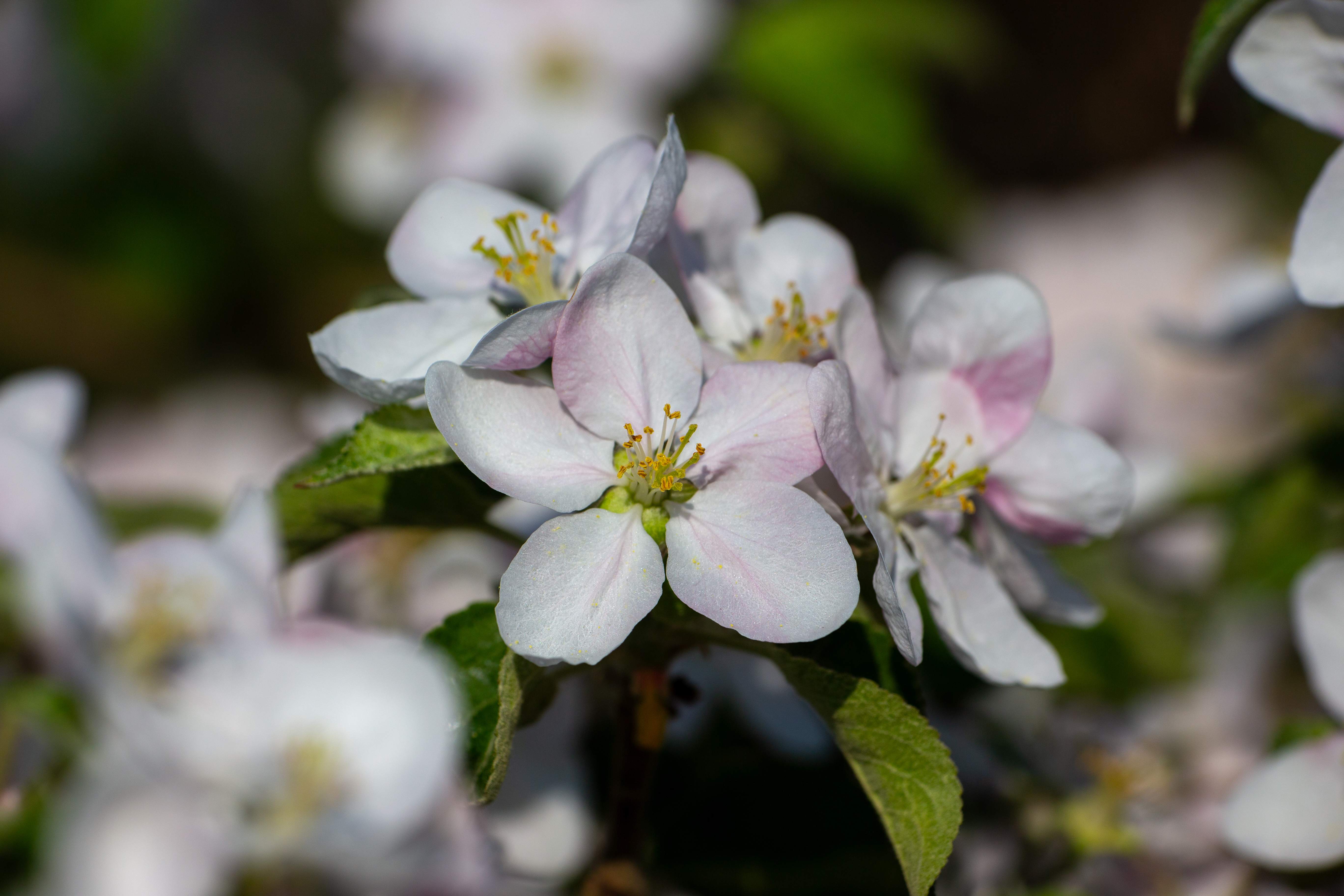 Apple Tree Blossoms