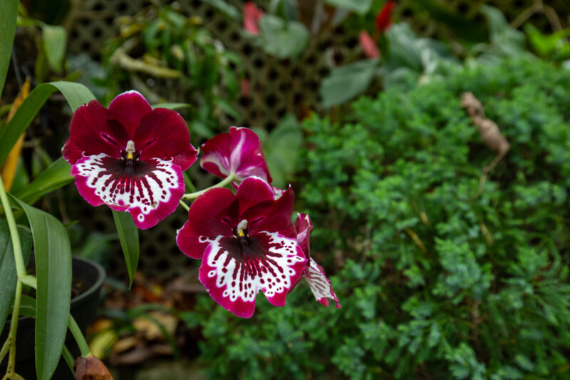 Photo: Flower — Flower, Nature, Plant