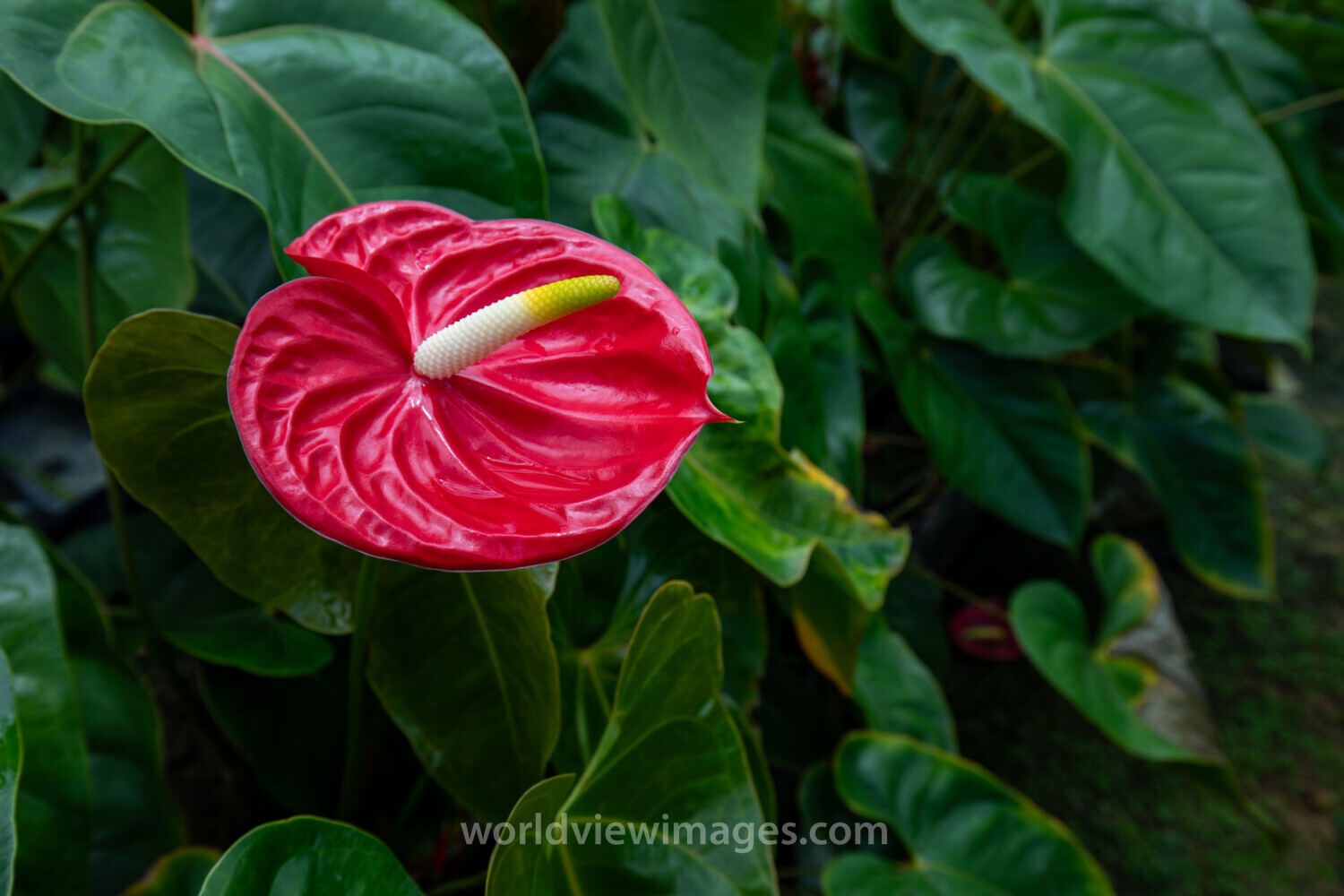 Anthurium Taiflower
