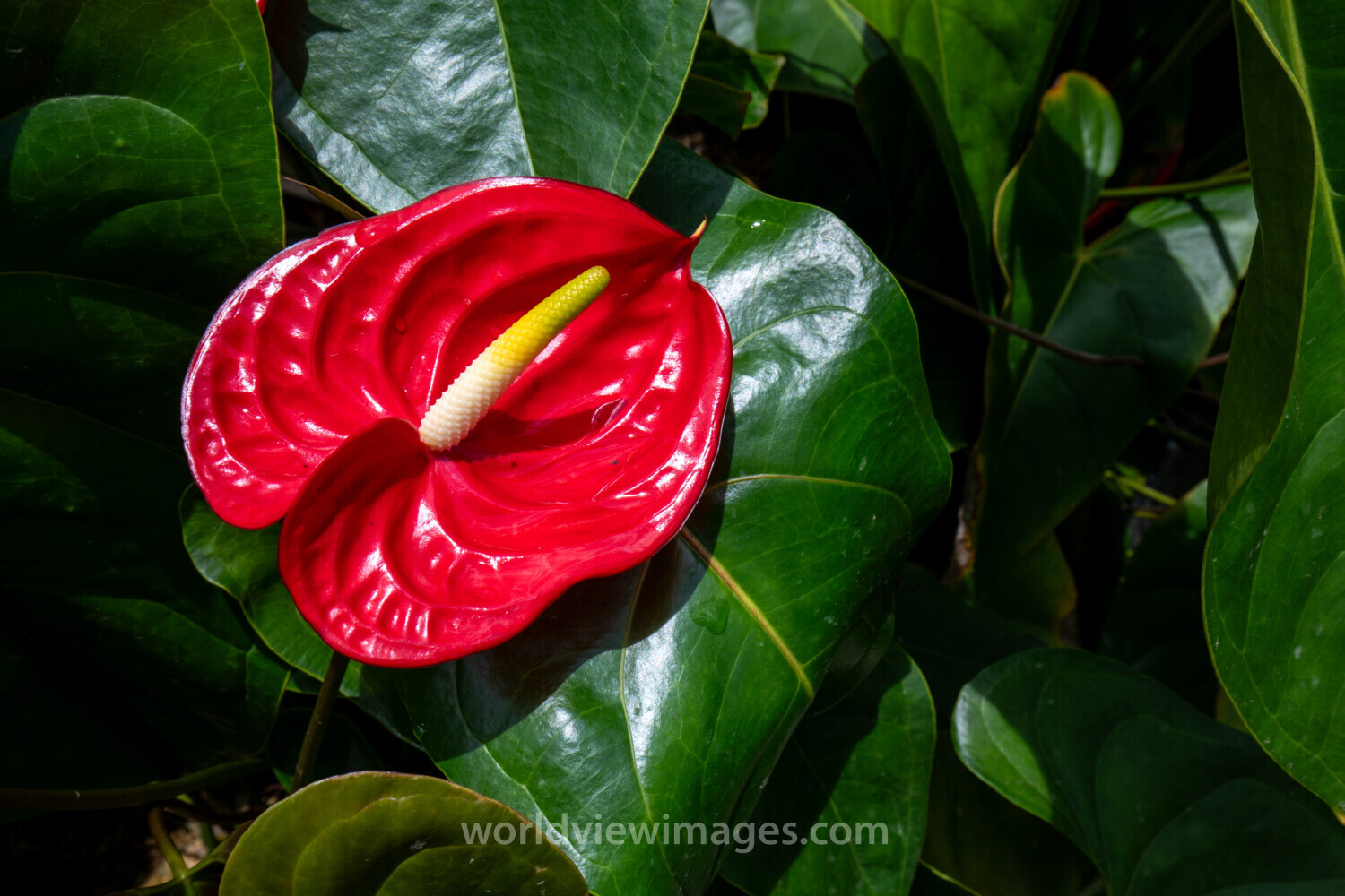 Anthurium Taiflower