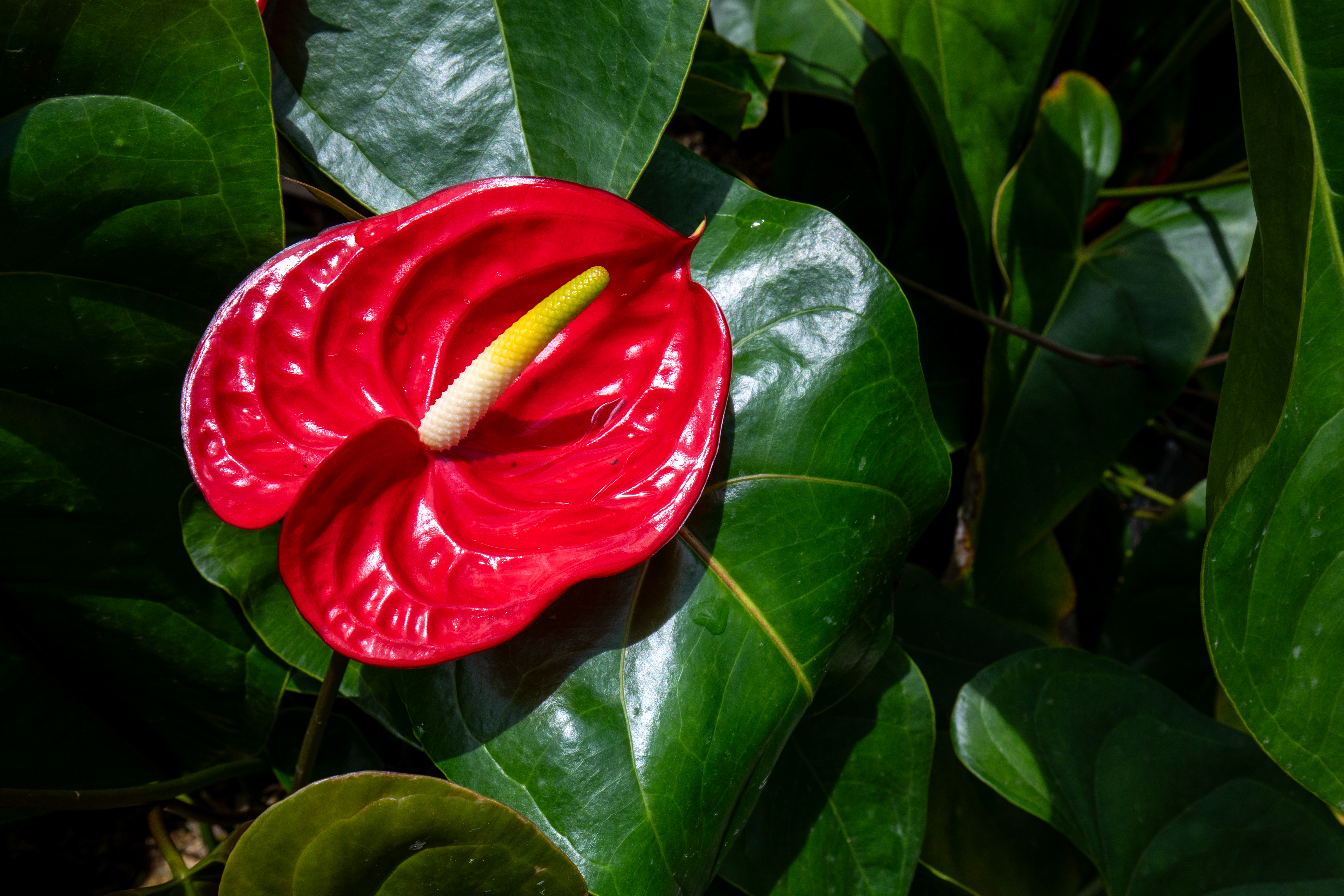 Anthurium Taiflower