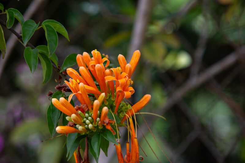 Photo: Flower — Flower, Nature, Plant