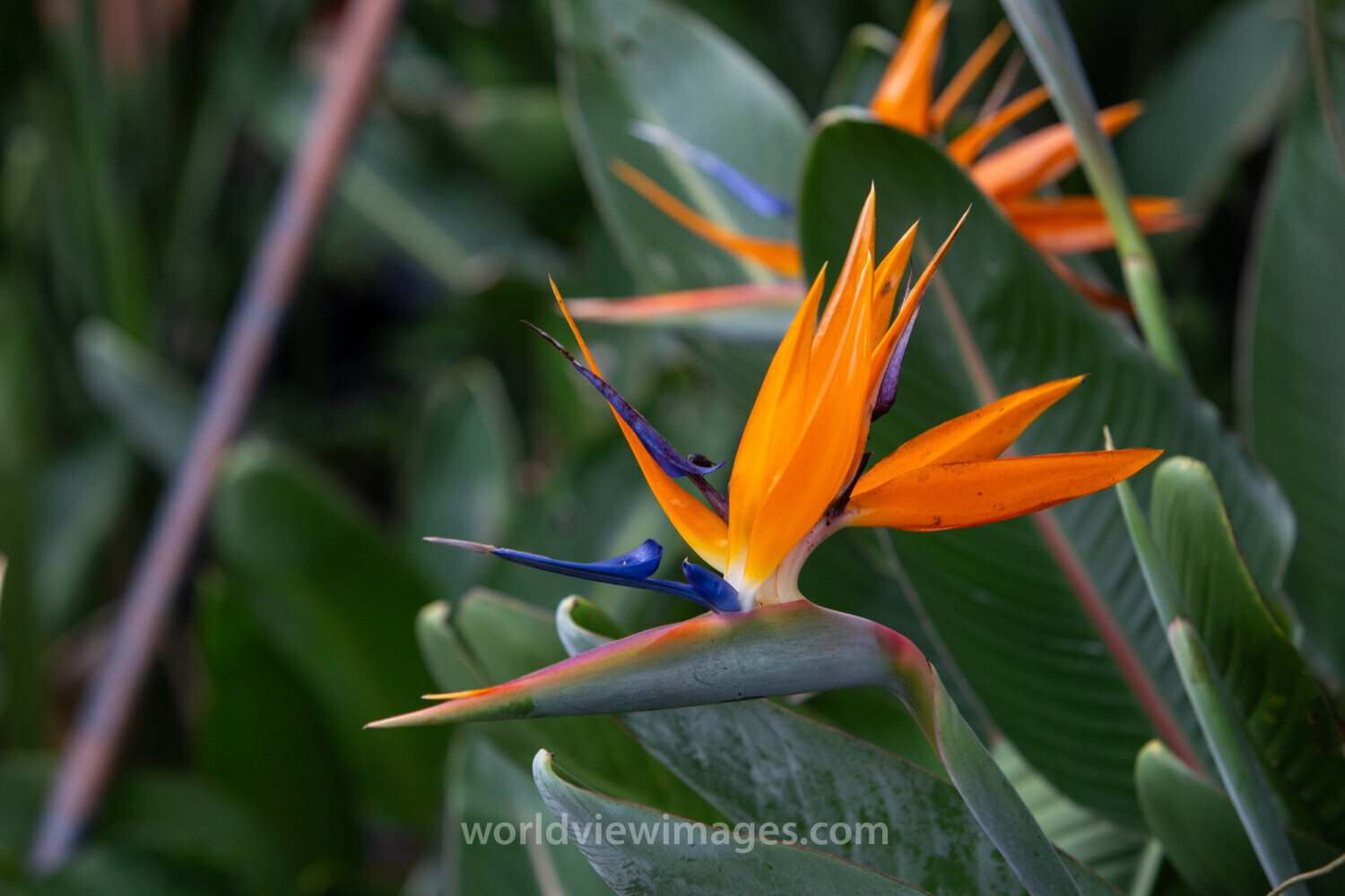 Bird of Paradise Flower