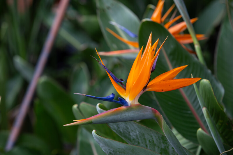 Bird of Paradise Flower — Beautiful flower of nature — Flower, Lily, Nature, Plant, Bird of Paradise