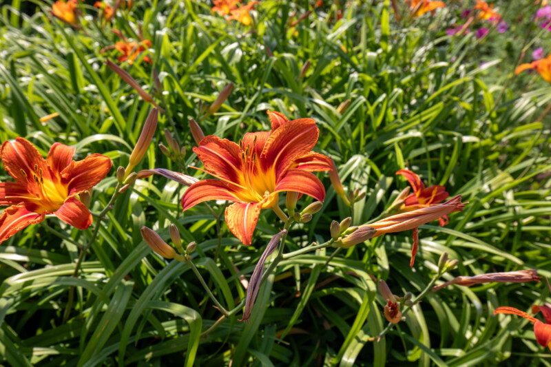 Photo: Flower — Flower, Flowersm, Lily