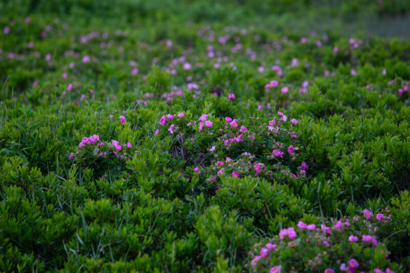 Photo: Flower — Flower, Nature, Plant