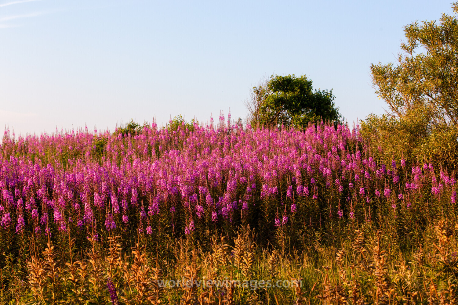 Fireweed Flowers