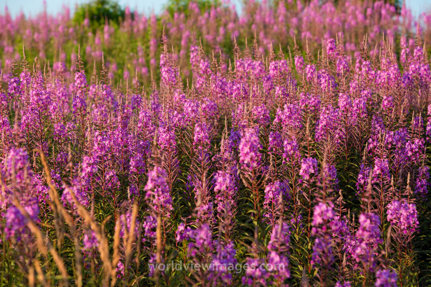 Fireweed Flowers