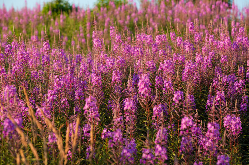 Fireweed Flowers — Beautiful flower of nature — Agriculture, Field, Lavender, Nature, Plant