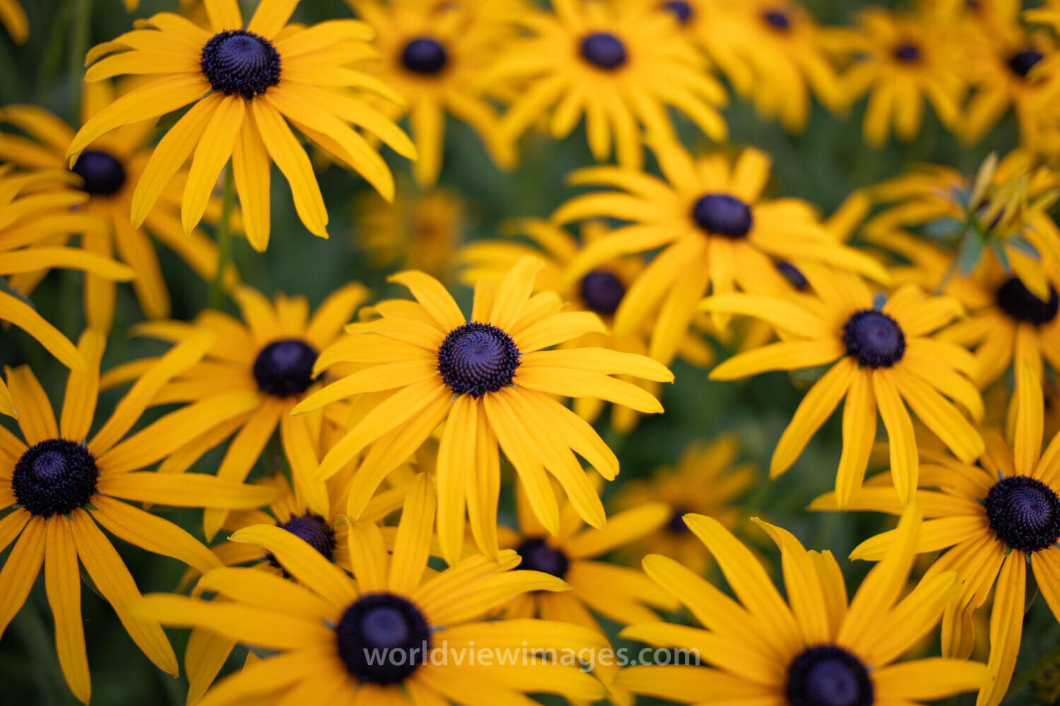 Black Eyed Susan Flower