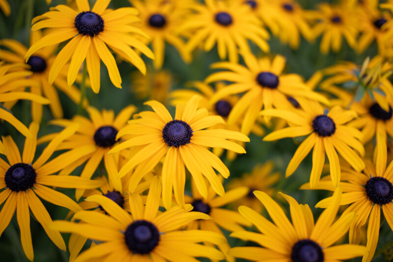 Black Eyed Susan Flower — Beautiful flower of nature