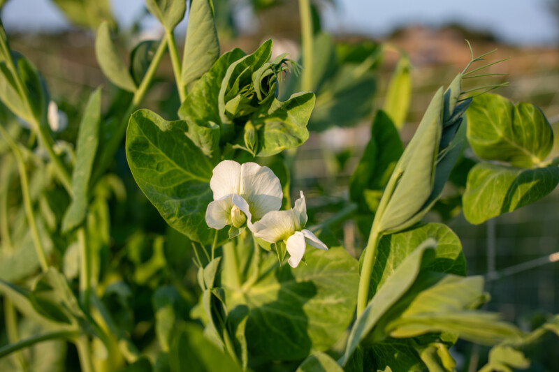 Pea Flower — Flower of the pea vegetable.