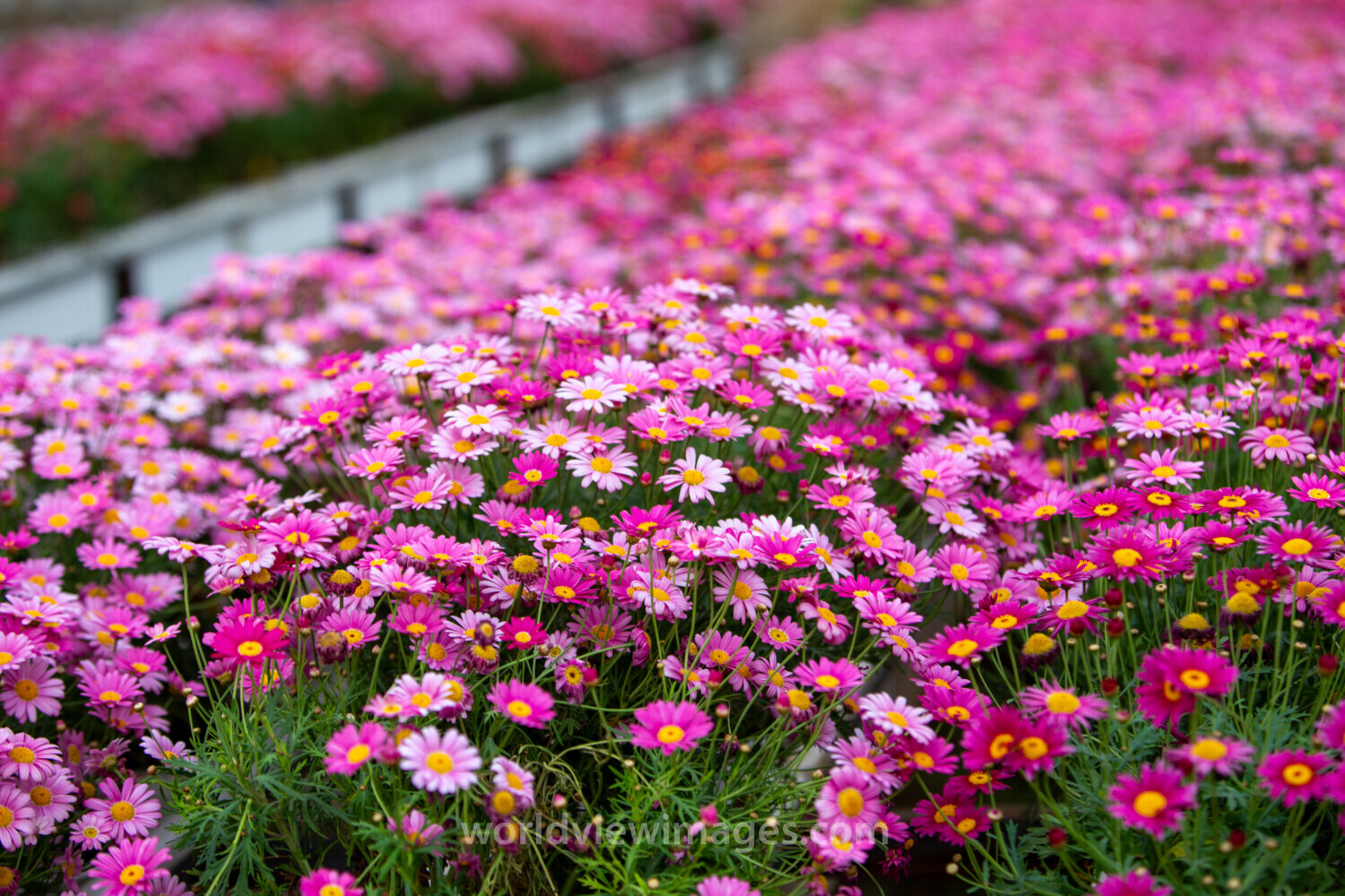 Pink Daisy Flowers