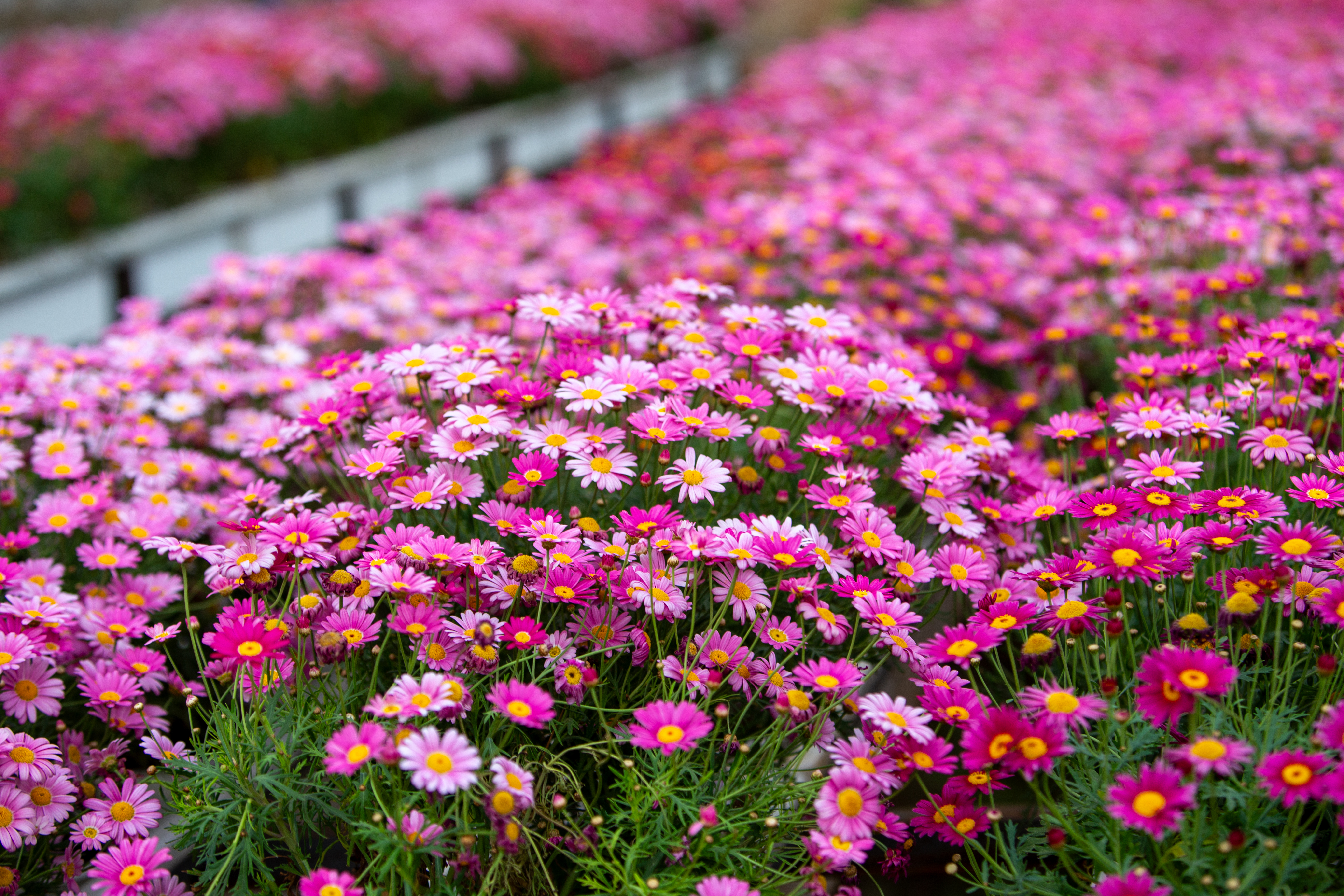 Pink Daisy Flowers