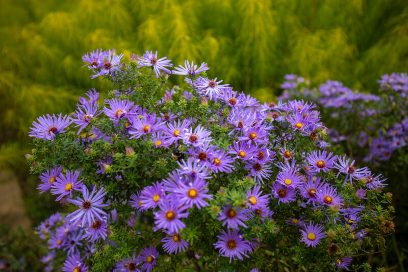Aster Flowers — Beautiful flower of nature — Complementary Colors, Daisy, Flower, Nature, Plant