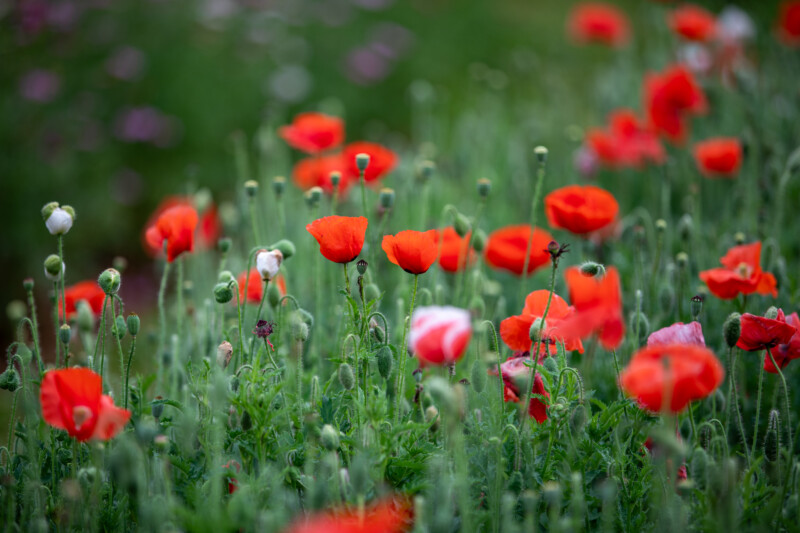 Poppies — Beautiful flower of nature — Bokeh, Flower, Meadow, Nature, Plant