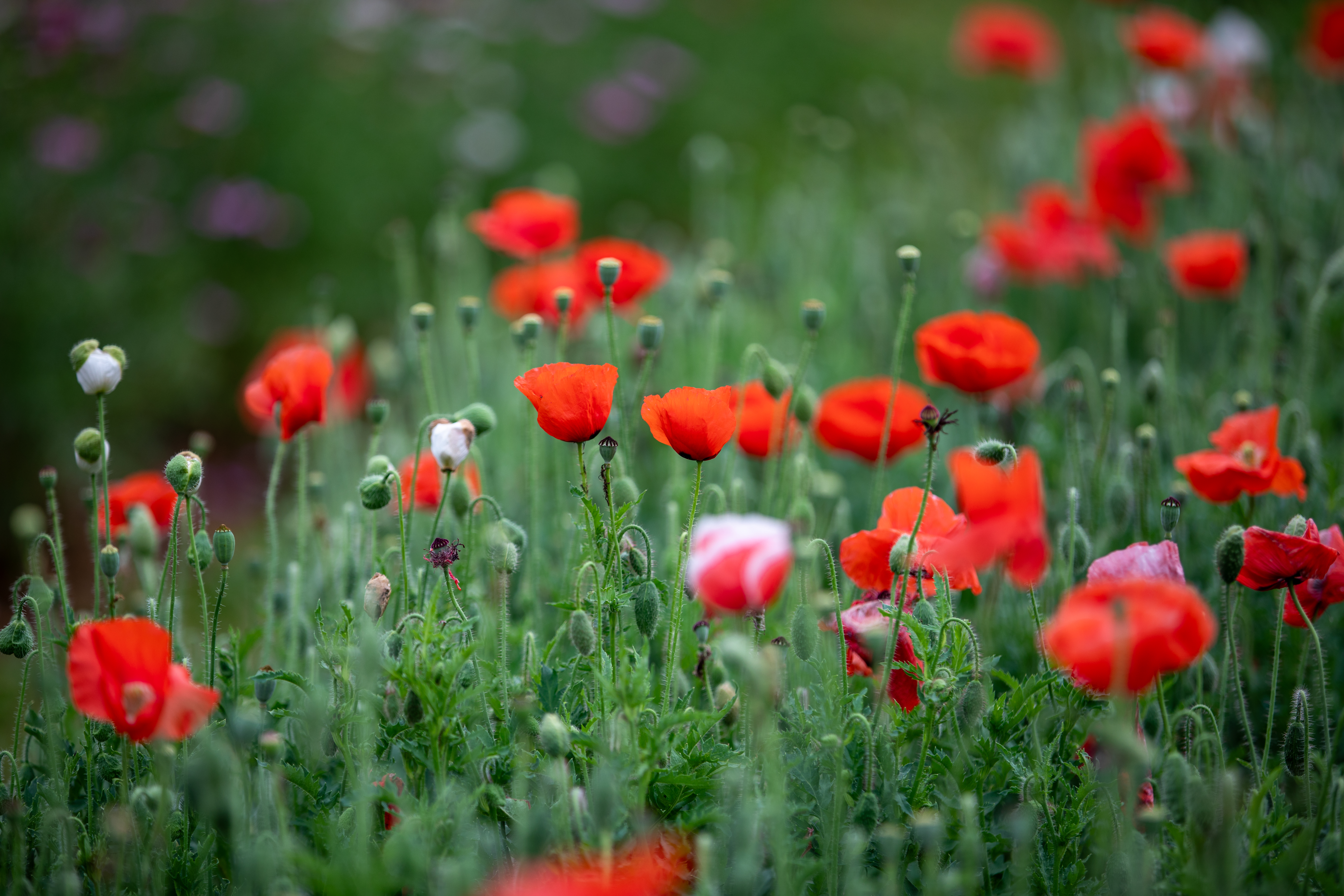 Poppies