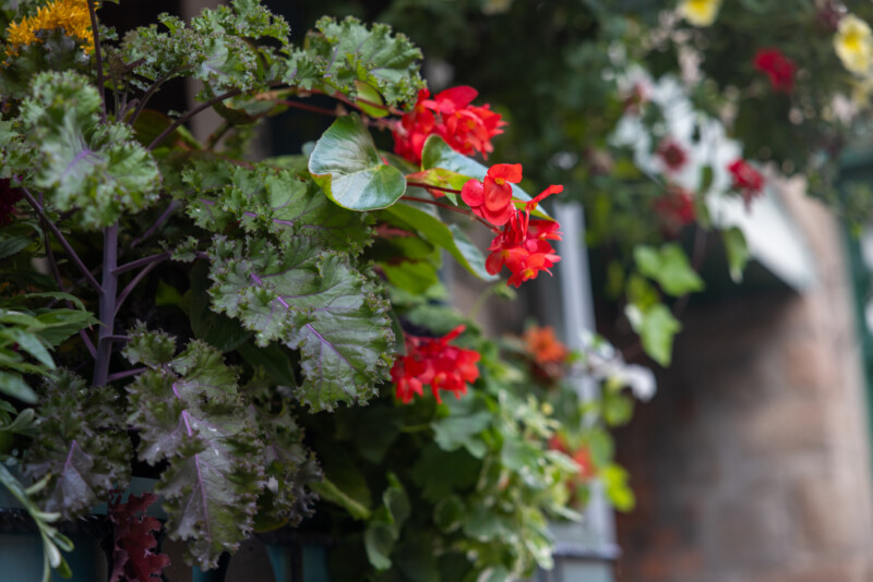 Flower — Flower, Garden, Nature, Plant