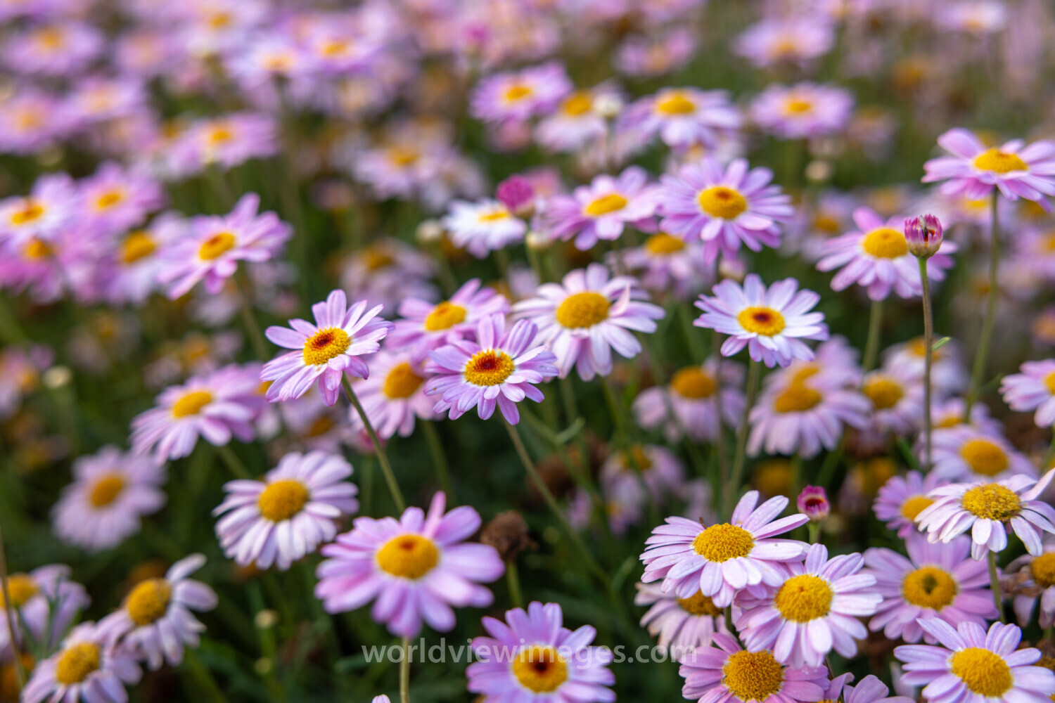 Marguerite Daisies
