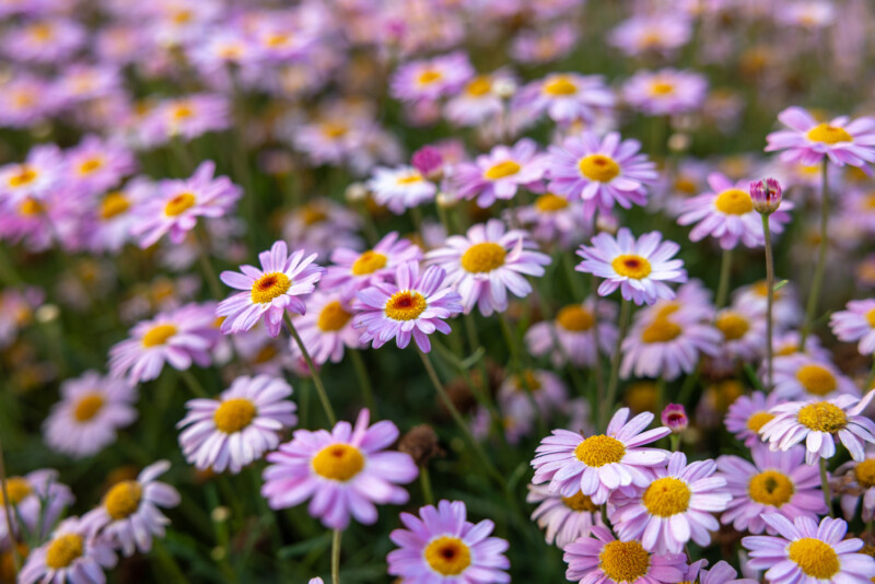 Marguerite Daisies — Beautiful flower of nature — Bokeh, Daisy, Flower, Nature, Plant