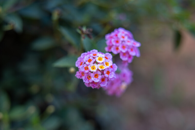 Photo: Flower — Blossom, Nature, Plant