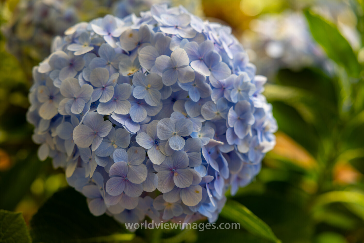 Hydrangea Flower