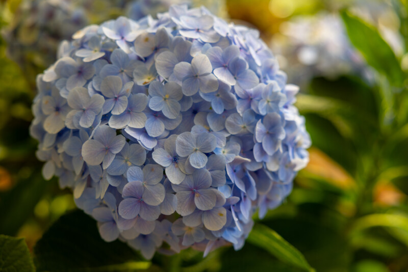 Hydrangea Flower — Beautiful flower of nature — Blossom, Bokeh, Flower, Nature, Plant