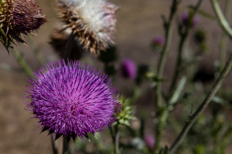 Thistle Flower — Beautiful flower of nature — Nature, Plant, thistle