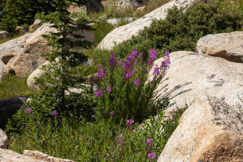 Wild Flowers — Beautiful flower of nature — Nature, Plant